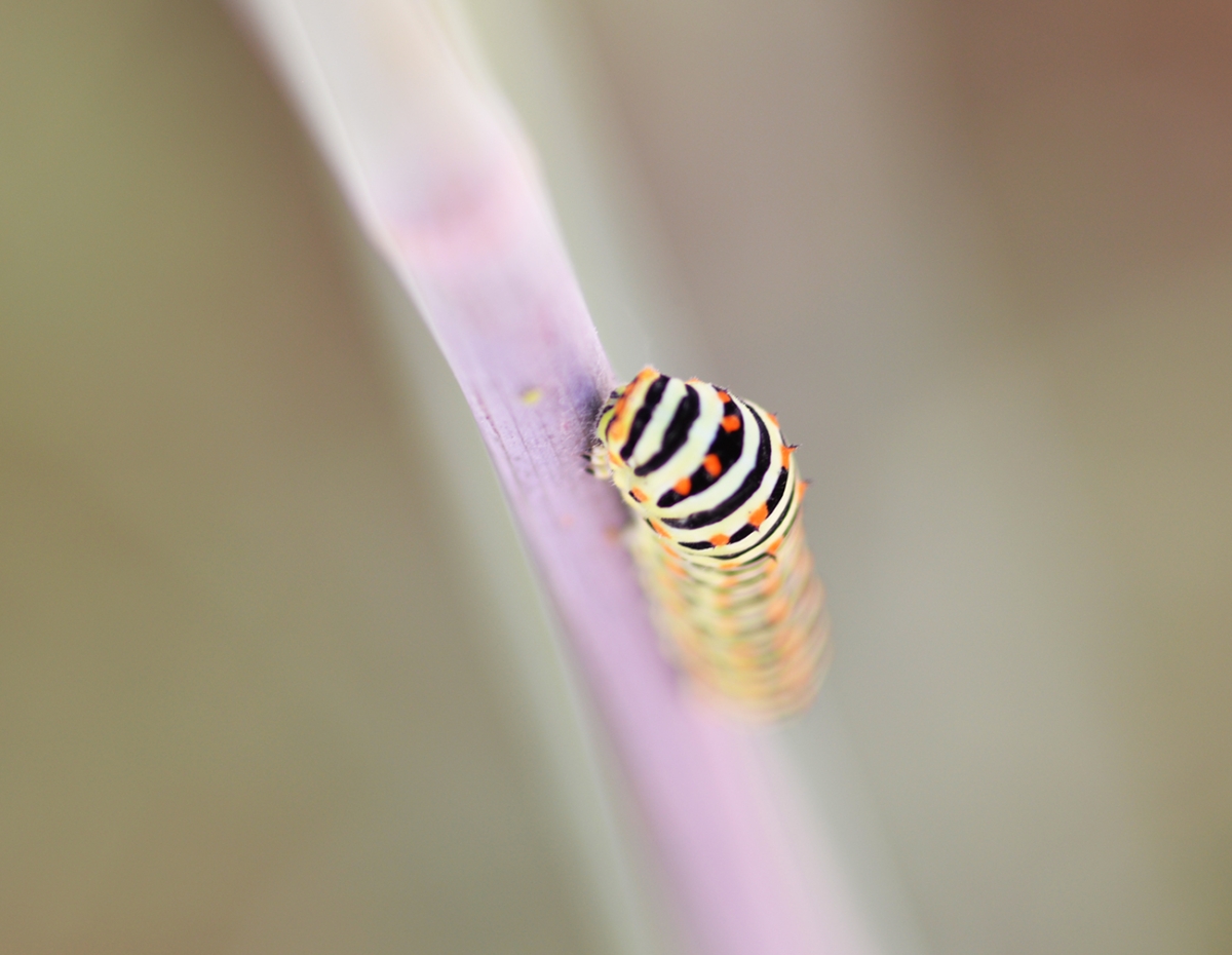 Oruga,
