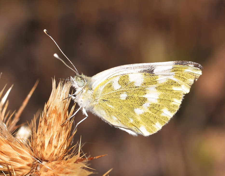 Pontia daplidici