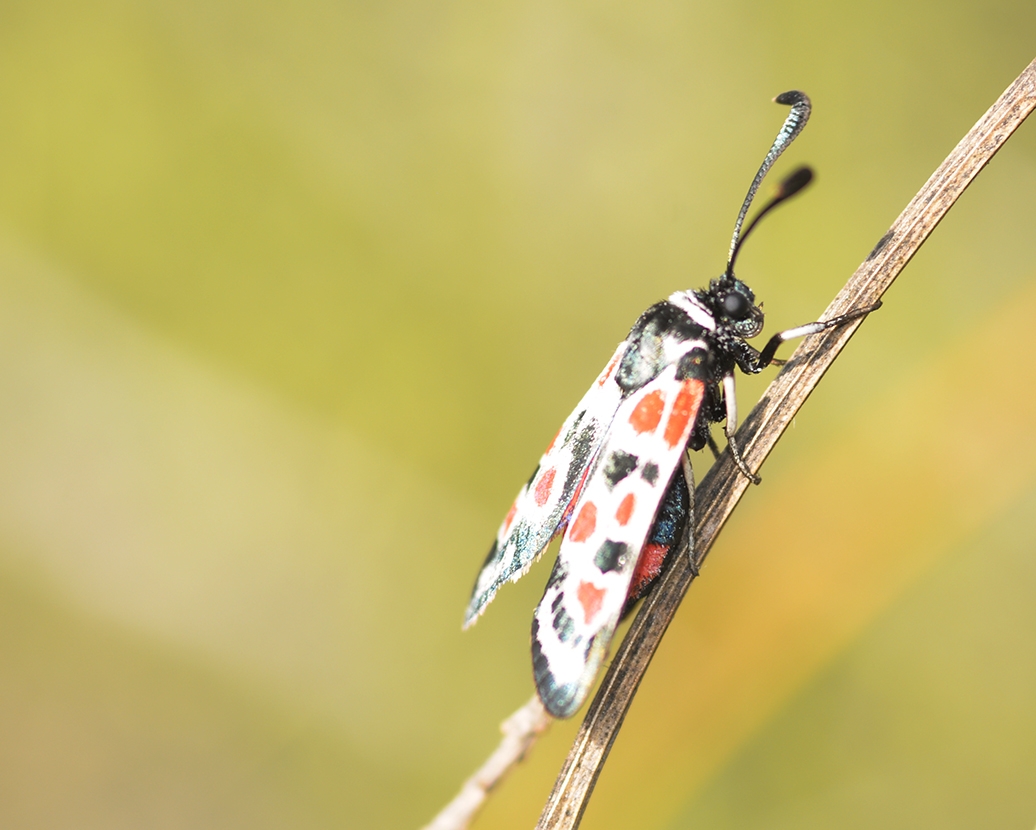Zyganea carmiolica