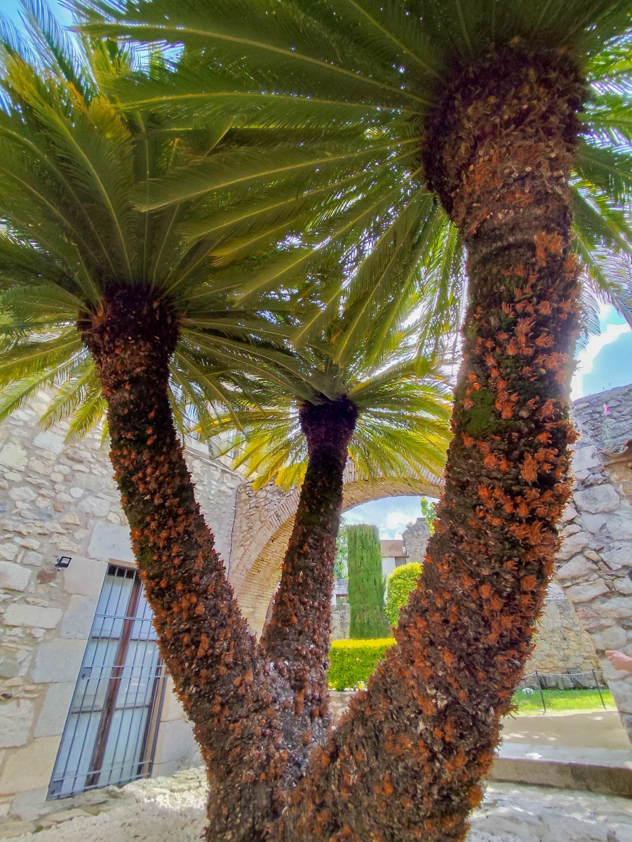 PALMERA DE TRES BRANQUES