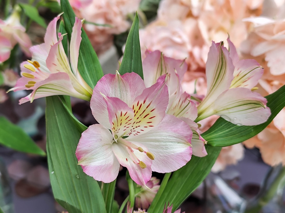 DELICADESA