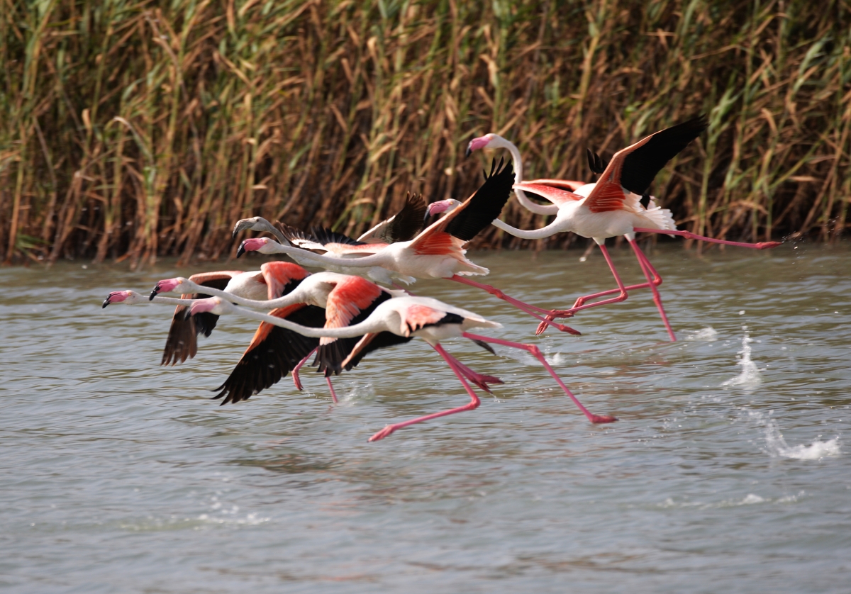 Flamencos 9