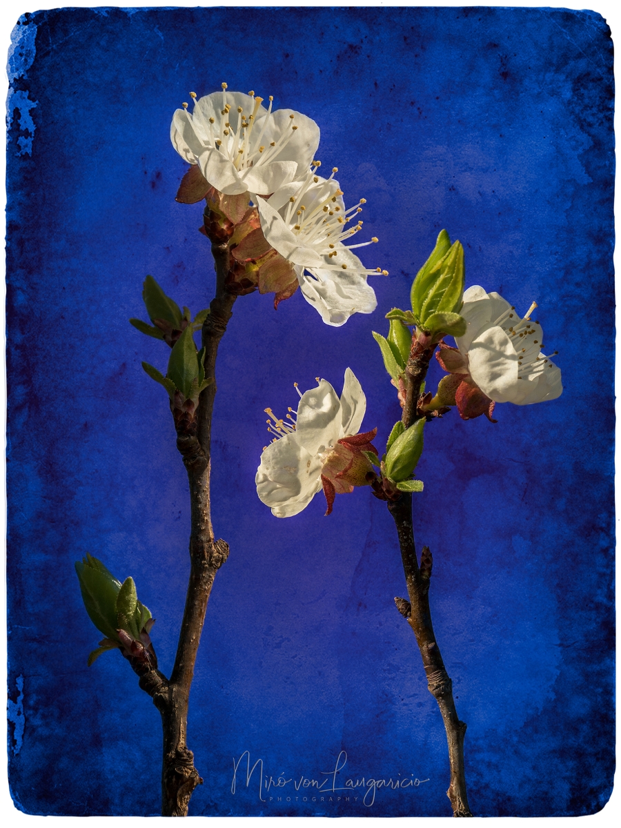  El toque de la primavera 