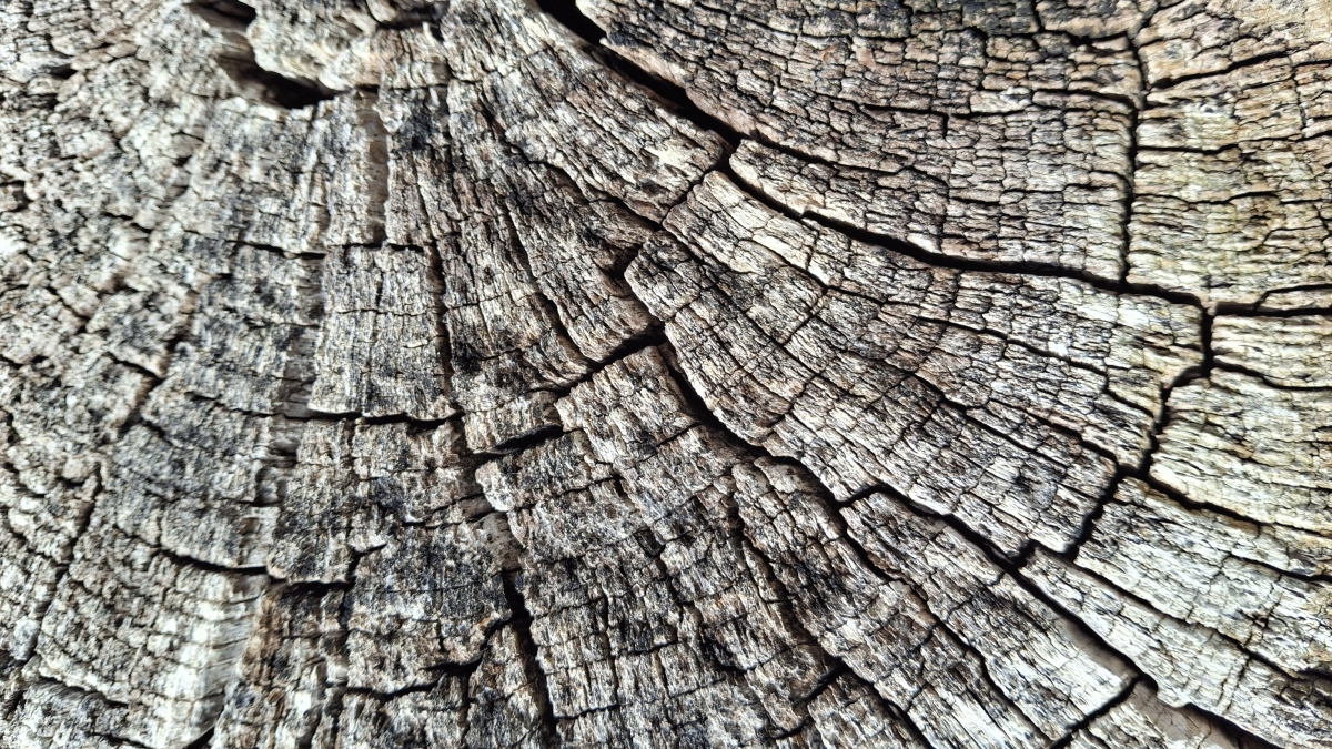 Arbol