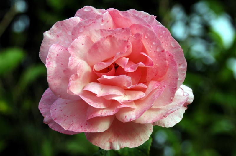 Una Rosa