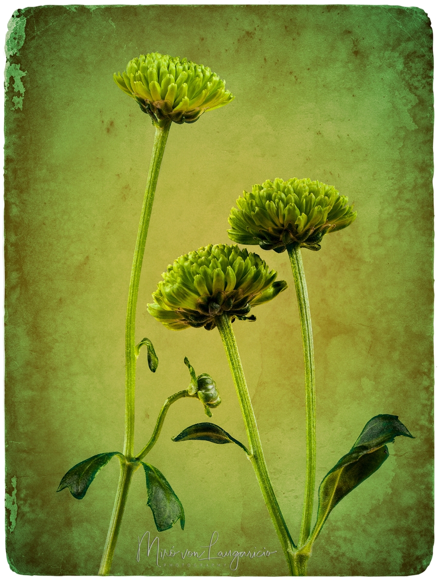  Susurro verde 
