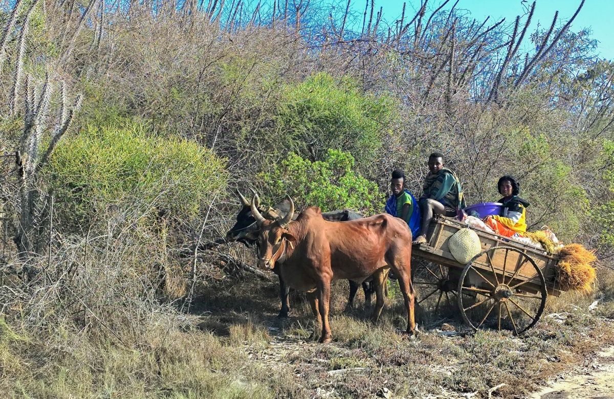 ESTAMPA RURAL