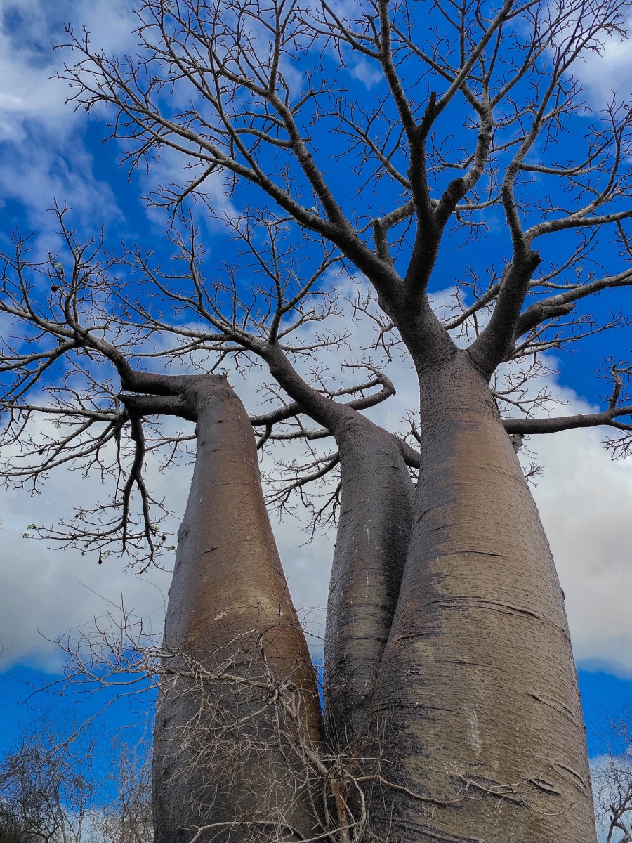 BAOBABS DE TRES BRANQUES