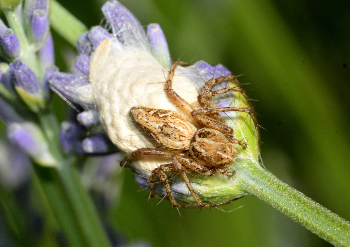 Araa oxyopes