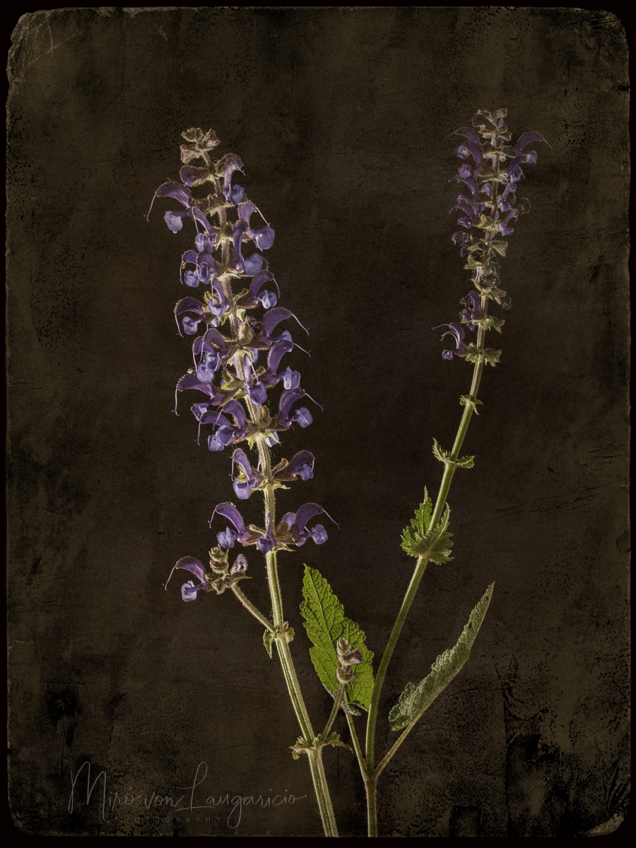  Silencio violeta 