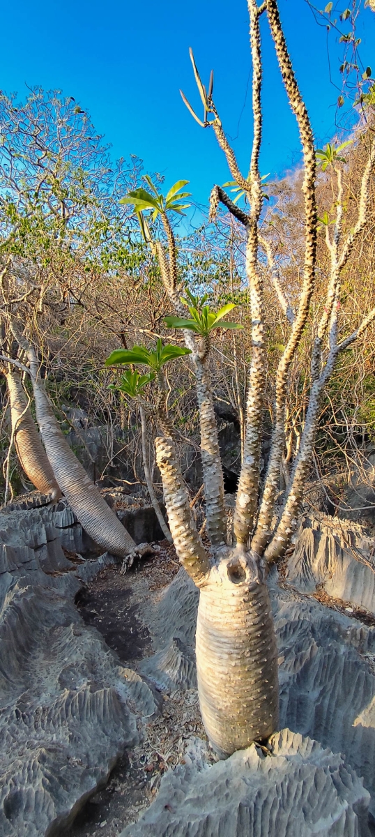 PN TSINGY DE BEMARAHA
