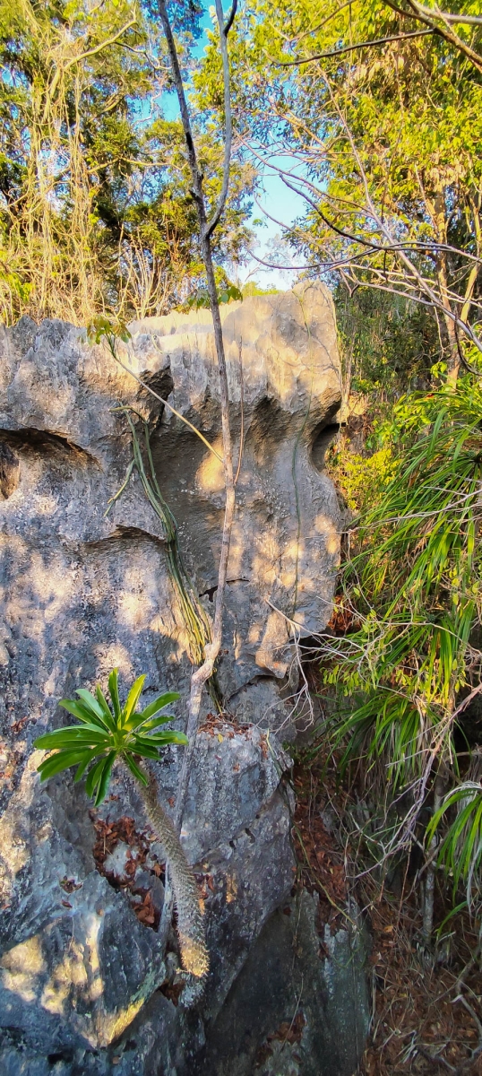 PN TSINGY DE BEMARAHA