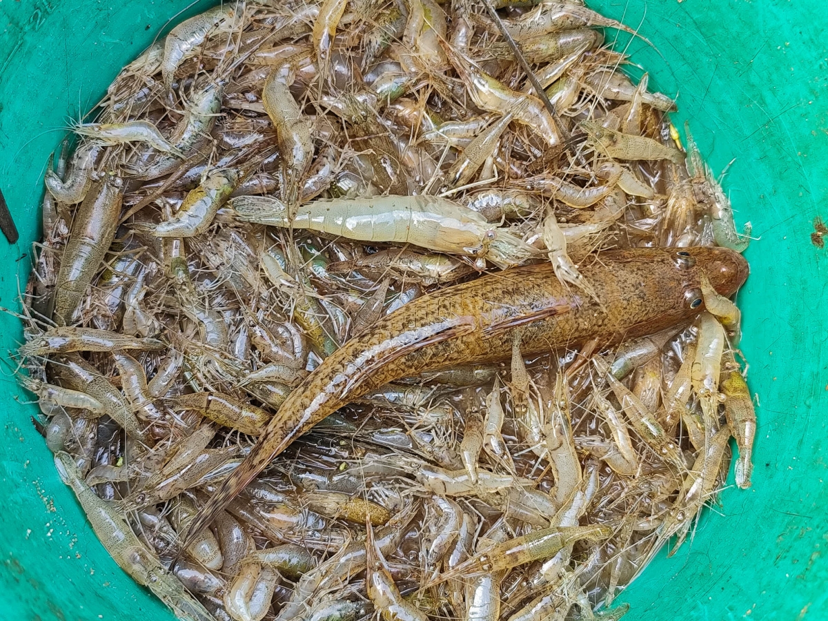 PESCA DIRIA