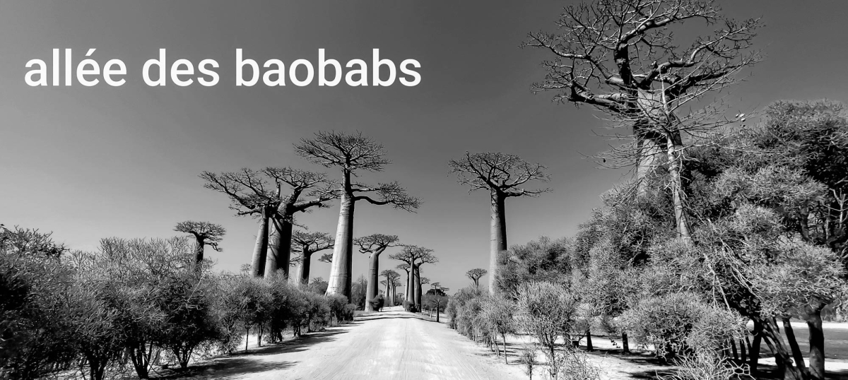 ALLE DES BAOBABS