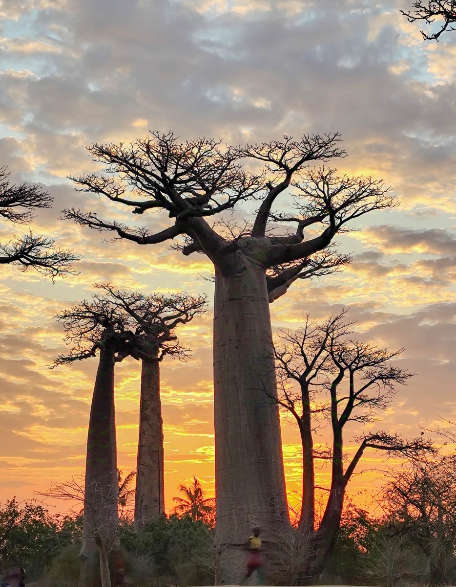 CAPTARD AL PASSEIG DELS BAOBABS