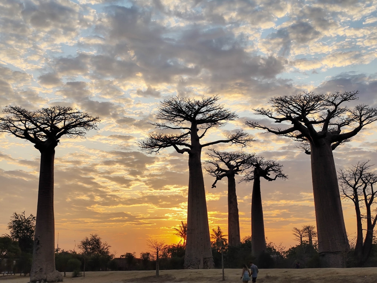 CAPTARD AL PASSEIG DELS BAOBABS