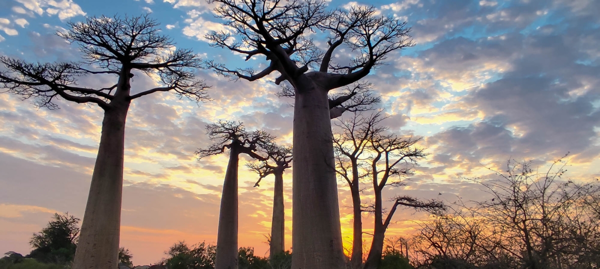 CAPTARD AL PASSEIG DELS BAOBABS