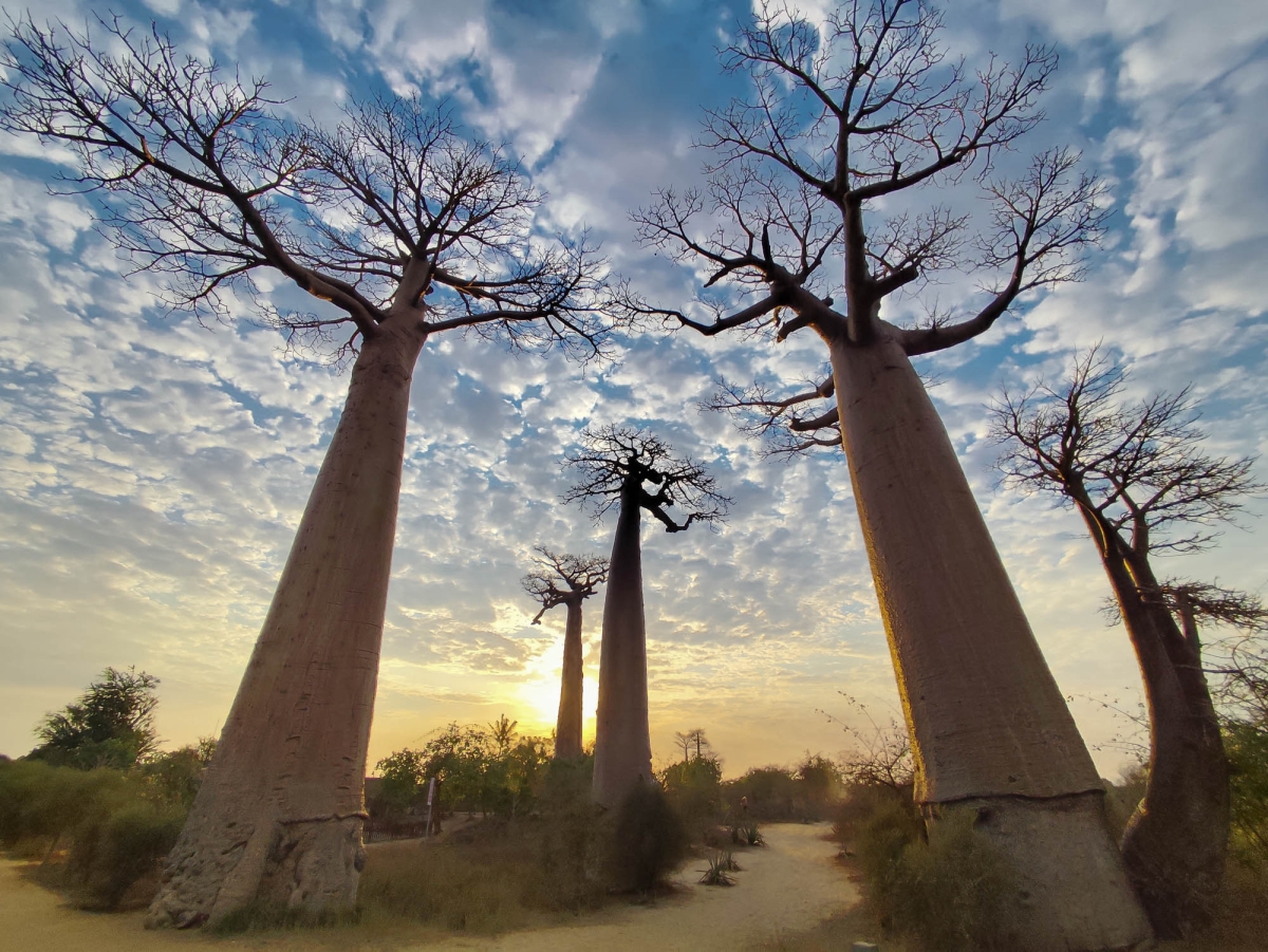 AVINGUDA DELS BAOBABS