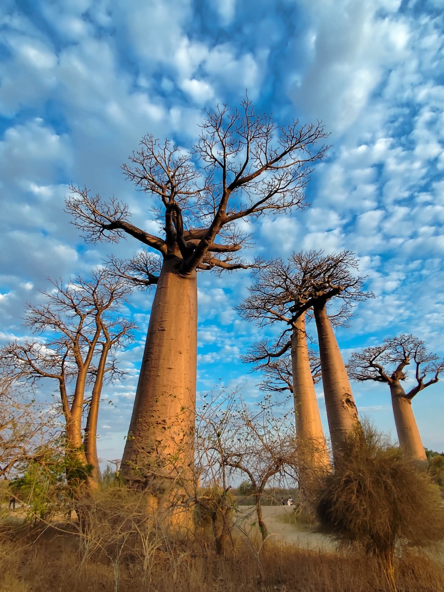 AVINGUDA DELS BAOBABS