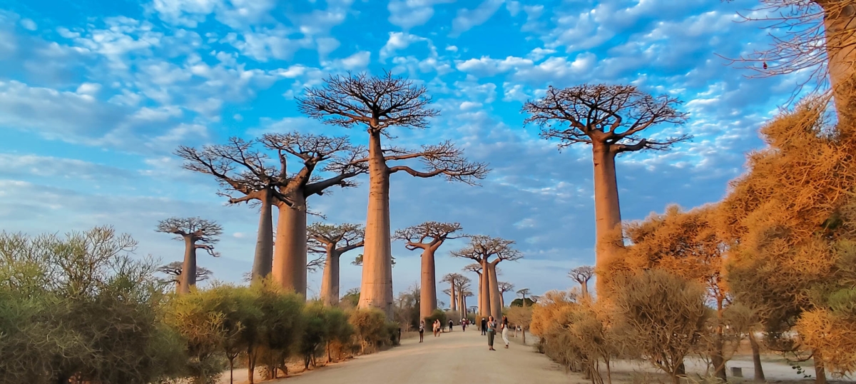 AVINGUDA DELS BAOBABS
