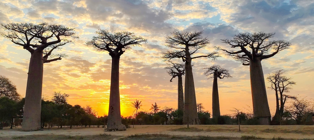 CAPTARD A L\'AVINGUDA DELS BAOBABS