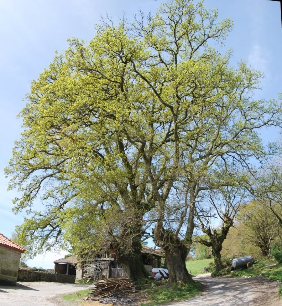 Carballo da casa grande de Loureiro. Carballedo. Ribeira Sacra. Lugo