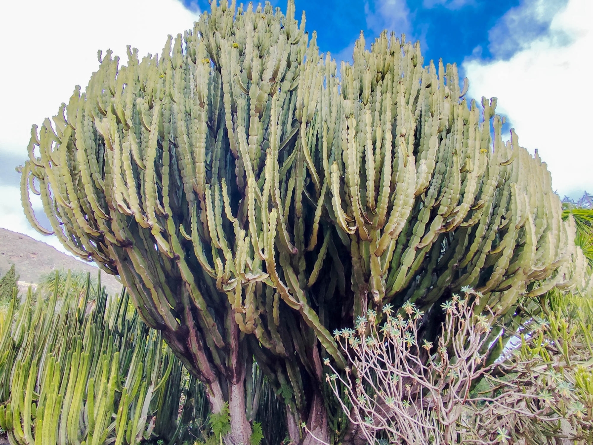 JARD BOTNIC - CACTUS