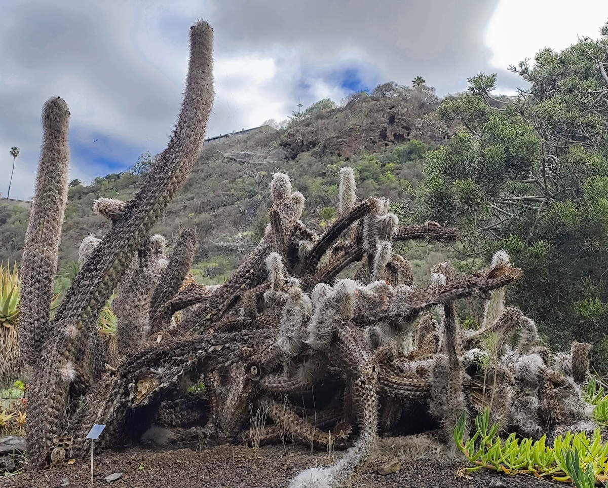 JARD BOTNIC - CACTUS