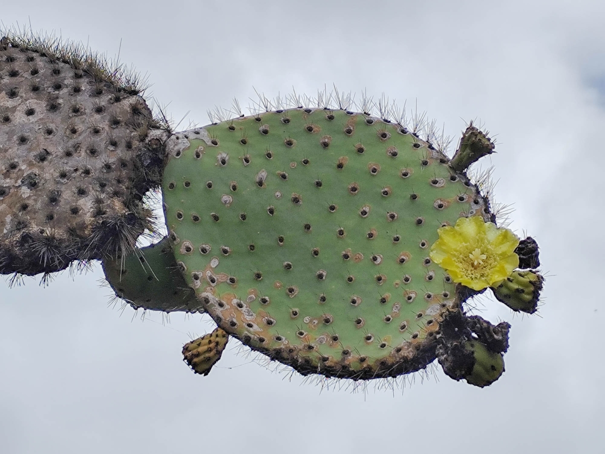 JARD BOTNIC - CACTUS