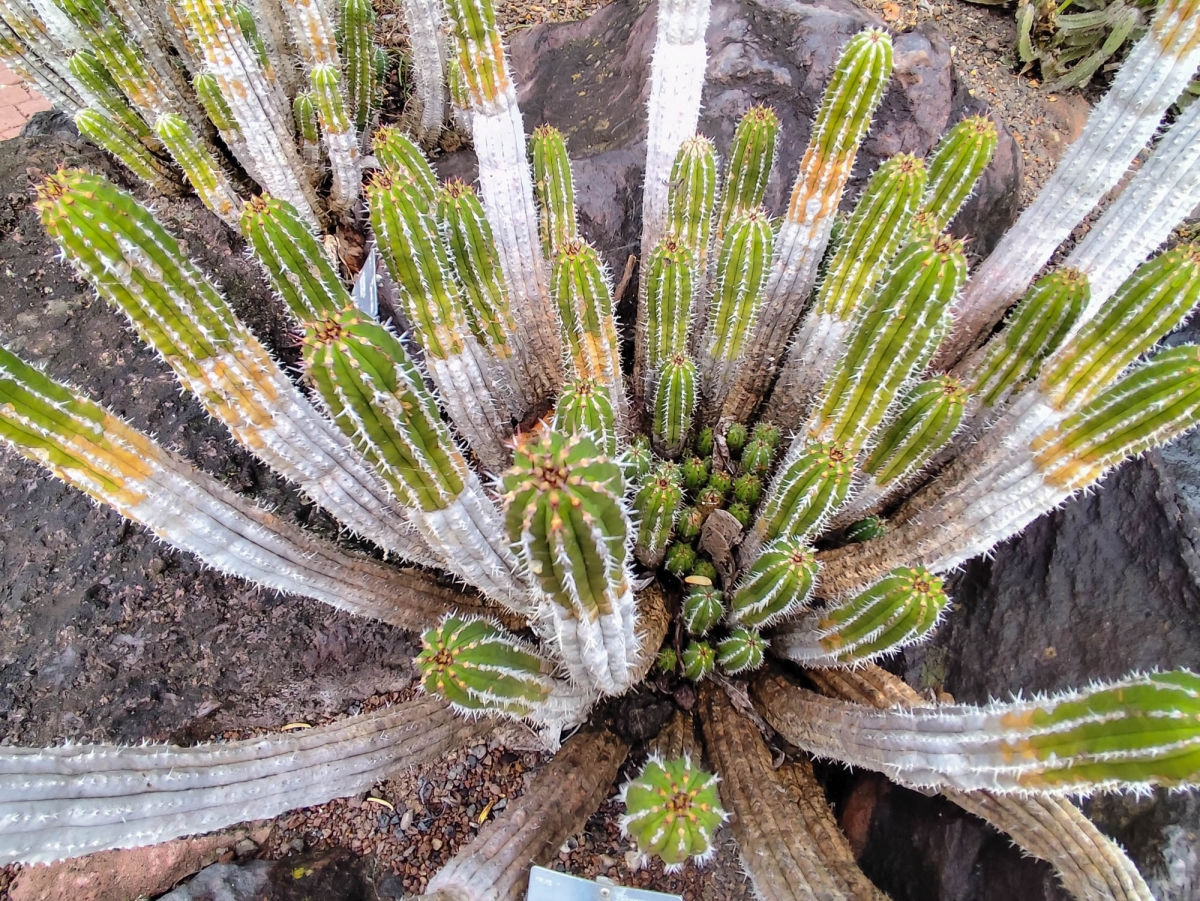 JARD BOTNIC - CACTUS