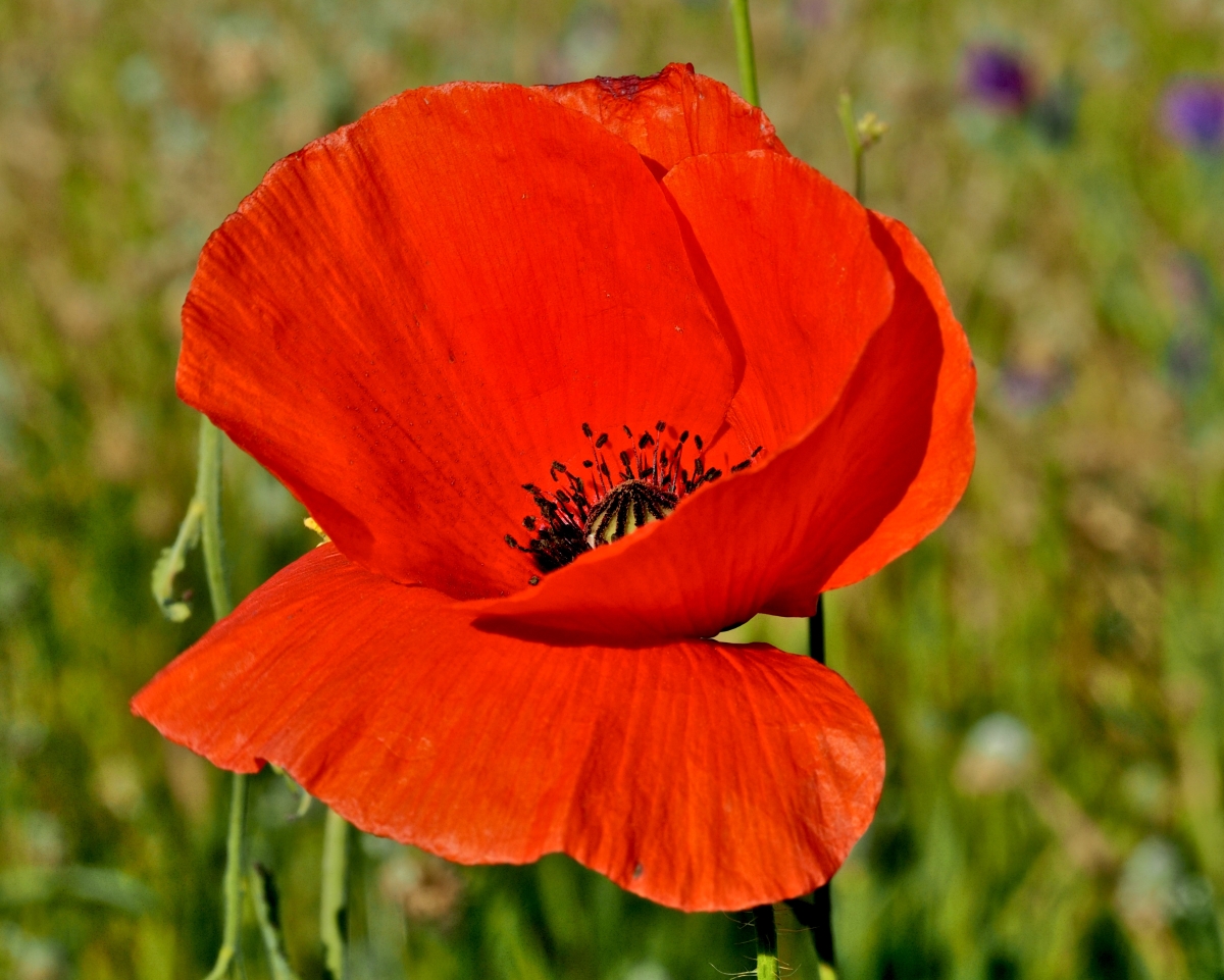 Amapola sola