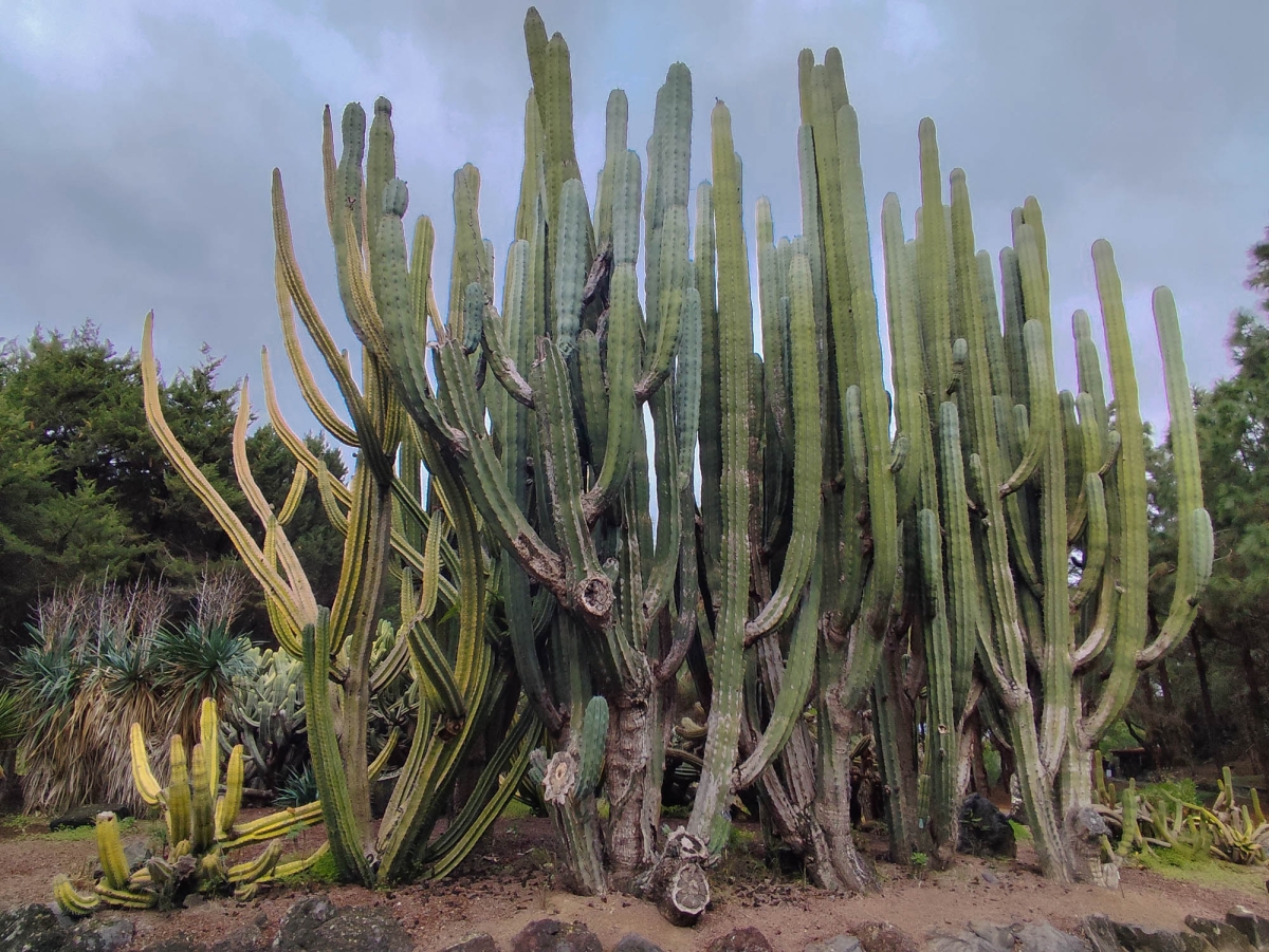 JARD BOTNIC - CACTUS