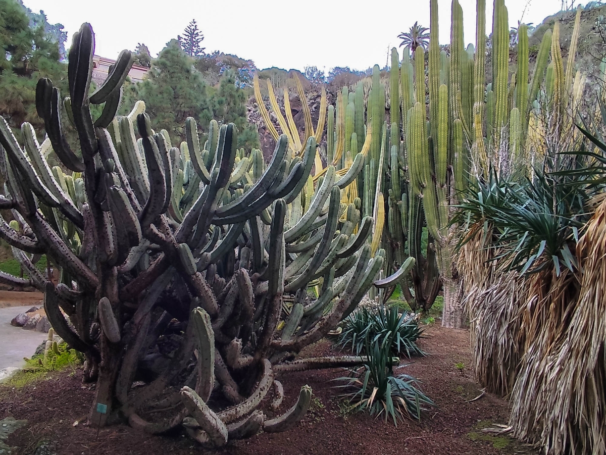 JARD BOTNIC - CACTUS