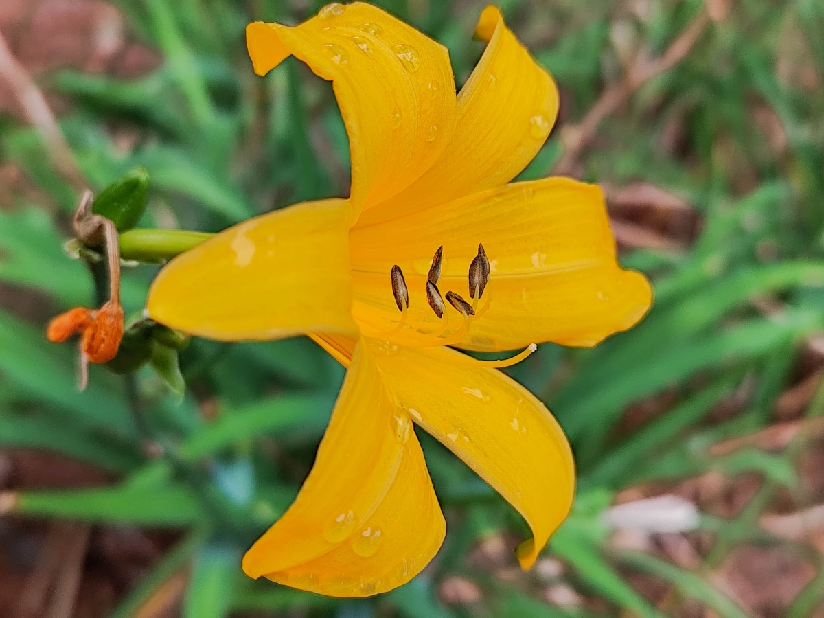 FLORS DEL JARD BOTNIC