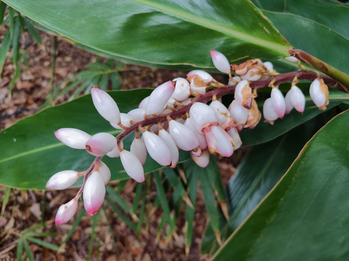 FLORS DEL JARD BOTNIC