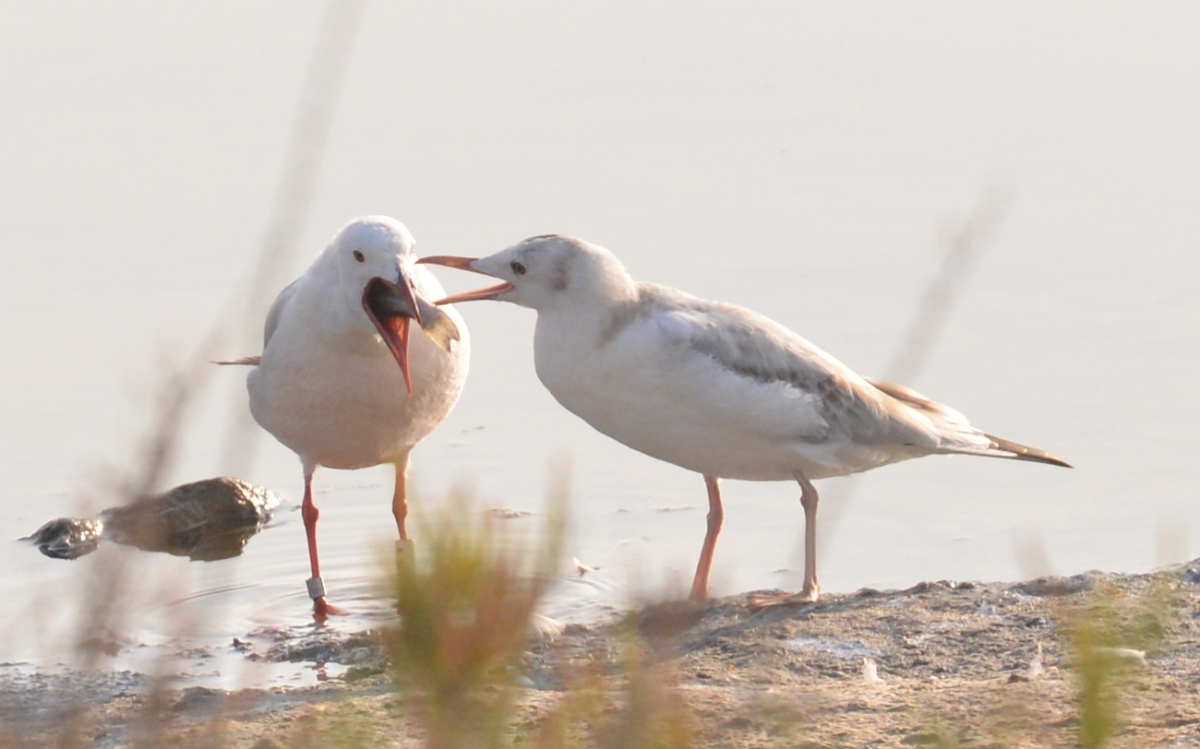 Gaviota dando de comer