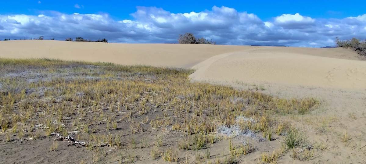 DUNAS DE MASPALOMAS