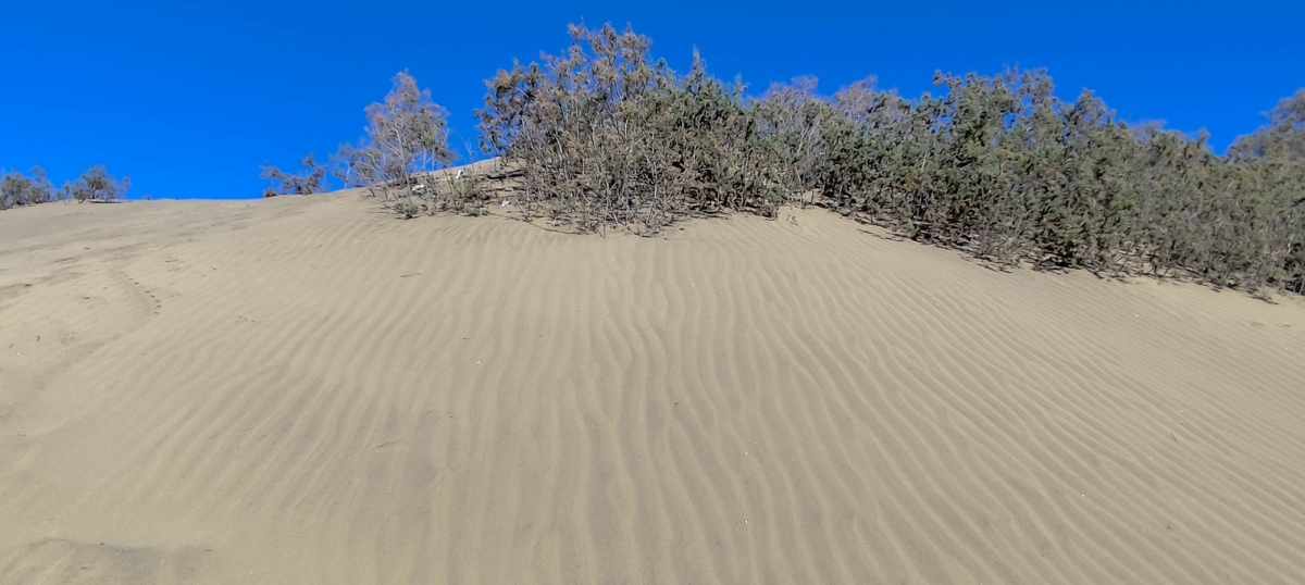 DUNAS DE MASPALOMAS