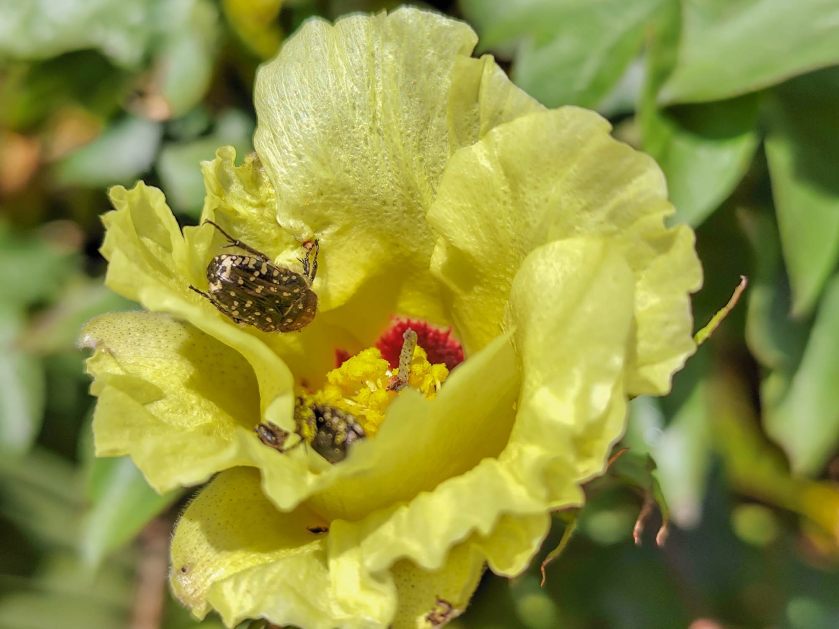 FLORA AUTCTONA
