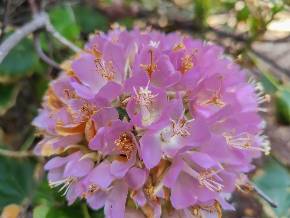 FLORA AUTCTONA