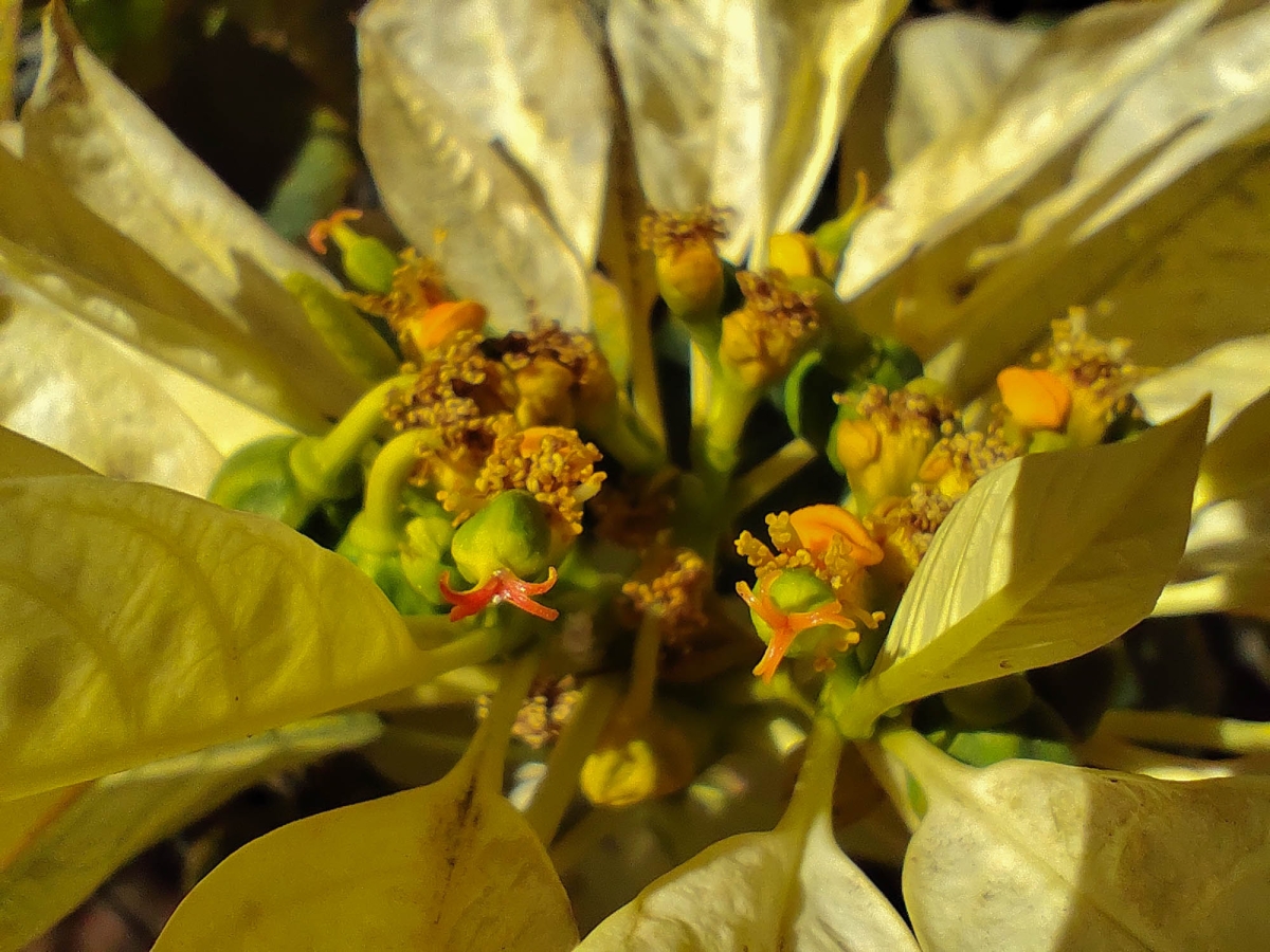 FLORA AUTCTONA