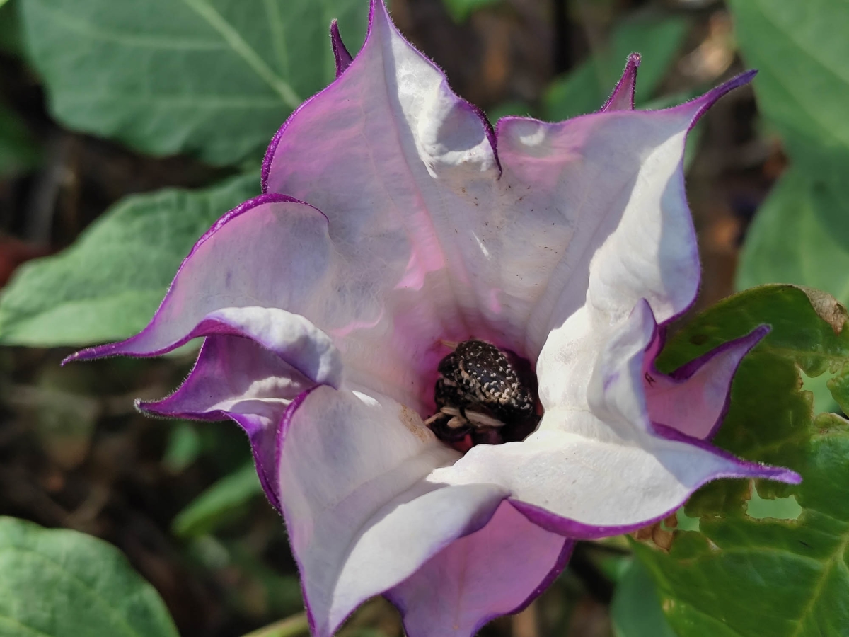 FLORA AUTOCTONA
