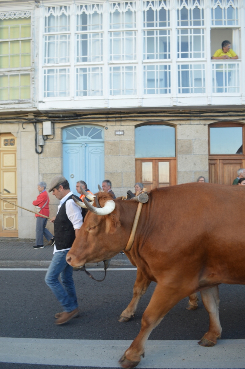 Feira do gando do Castro de Caldelas. Ourense. Galicia