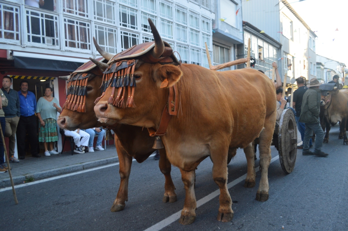 Feira do gando do Castro de Caldelas. Ourense. Galicia