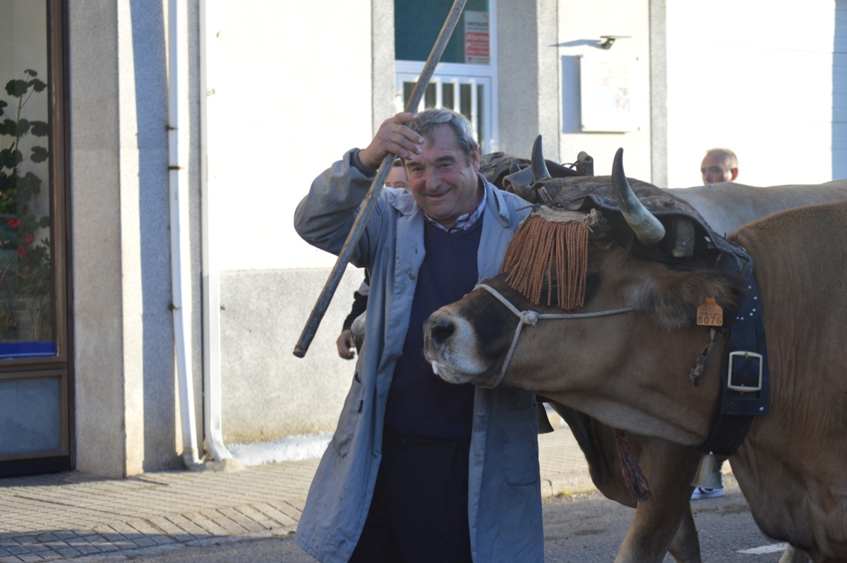 Feira do gando do Castro de Caldelas. Ourense. Galicia