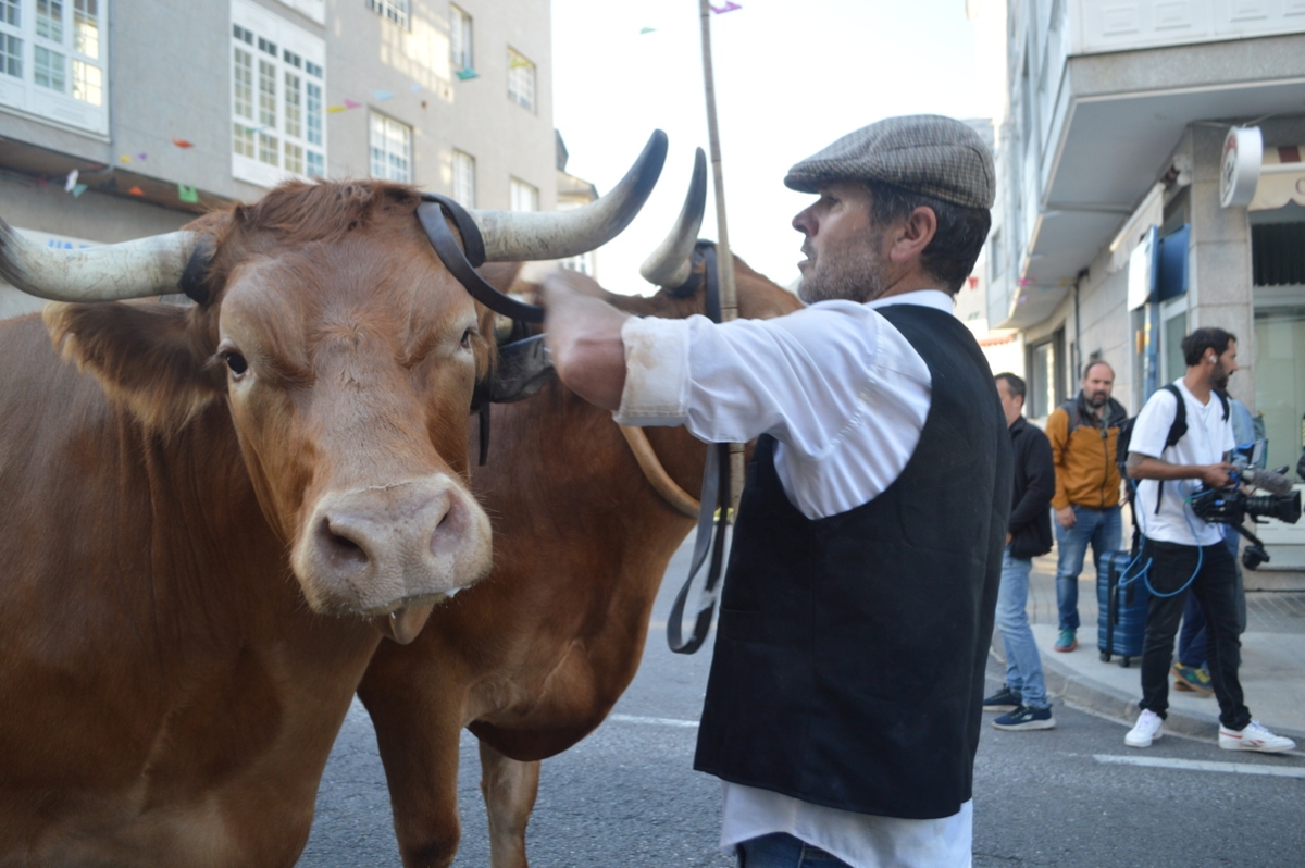 Feira do gando do Castro de Caldelas. Ourense. Galicia