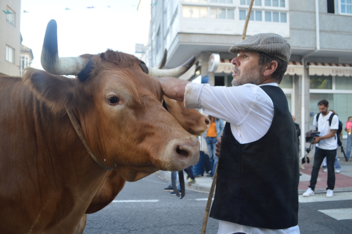 Feira do gando do Castro de Caldelas. Ourense. Galicia