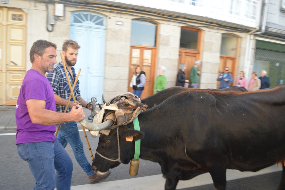 Feira do gando do Castro de Caldelas. Ourense. Galicia