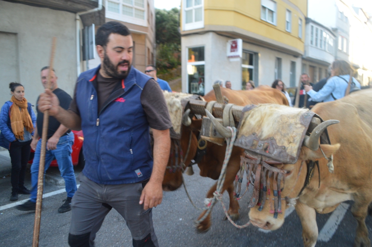 Feira do gando do Castro de Caldelas. Ourense. Galicia