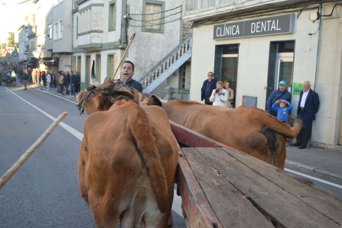 Feira do gando do Castro de Caldelas. Ourense. Galicia